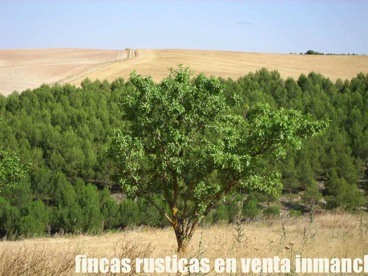 finca venta 256 has. labor secano caza menor