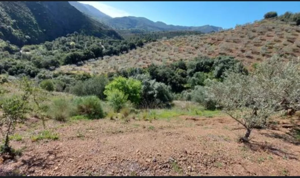 FINCA MALDONADO (OLIVAR)