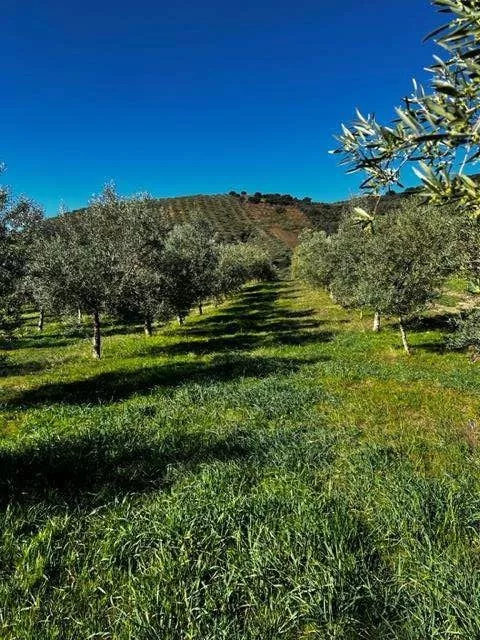 FINCA RUSTICA DE REGADIO OLIVAR ECOLOGICO