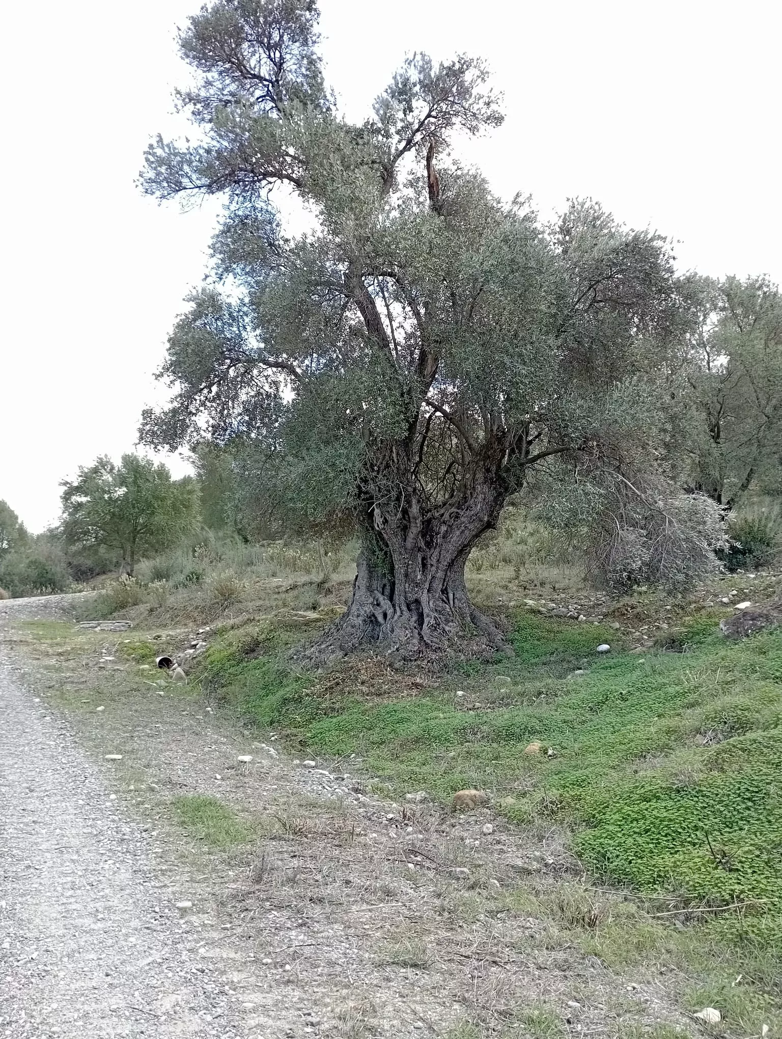 Extraordinaria finca de recreo con cuadras