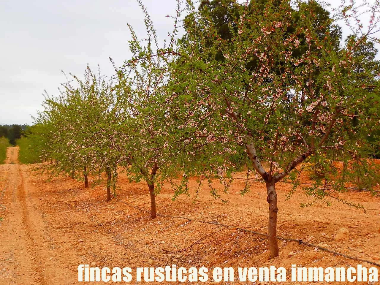 fincas inmancha 900 has. almendros caza