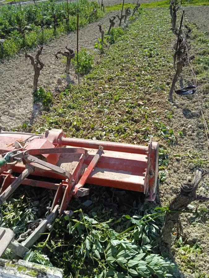 VENTA VIÑEDO ECOLOGICO 