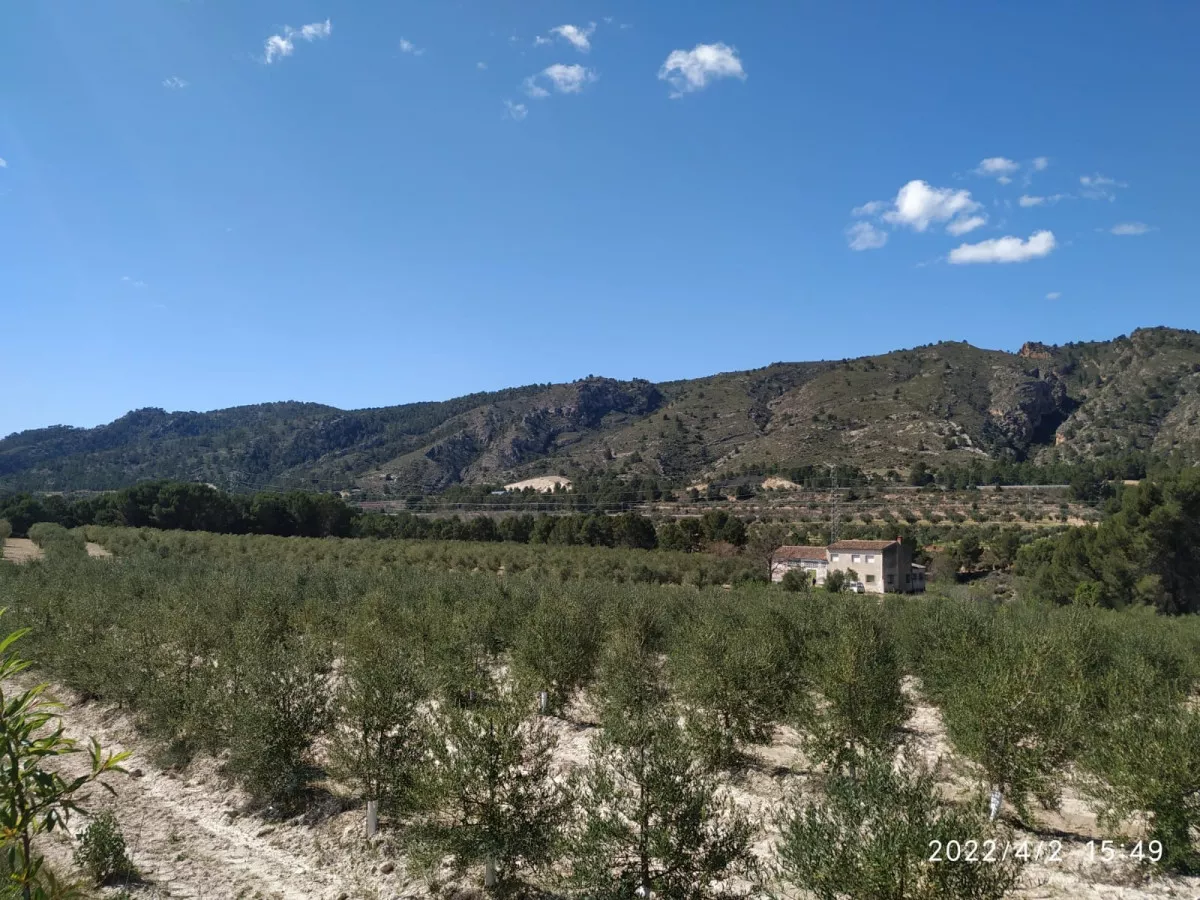 Casa en finca  32 has olivos y viñedos