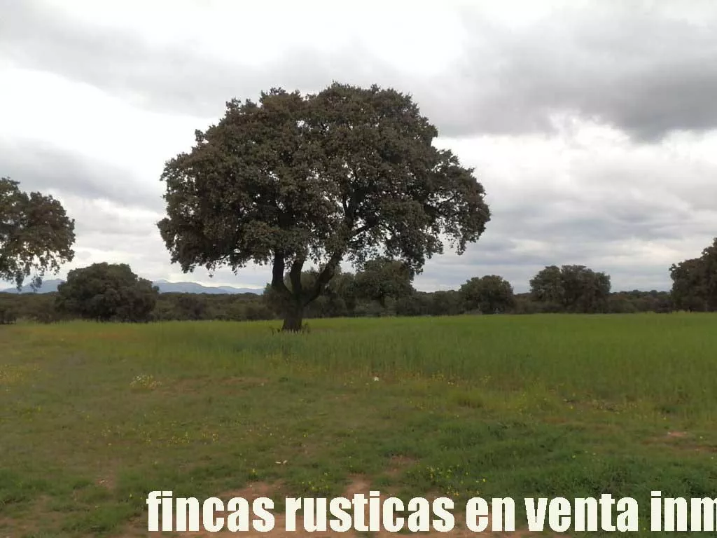 finca en venta 150 has. ganadera en Toledo