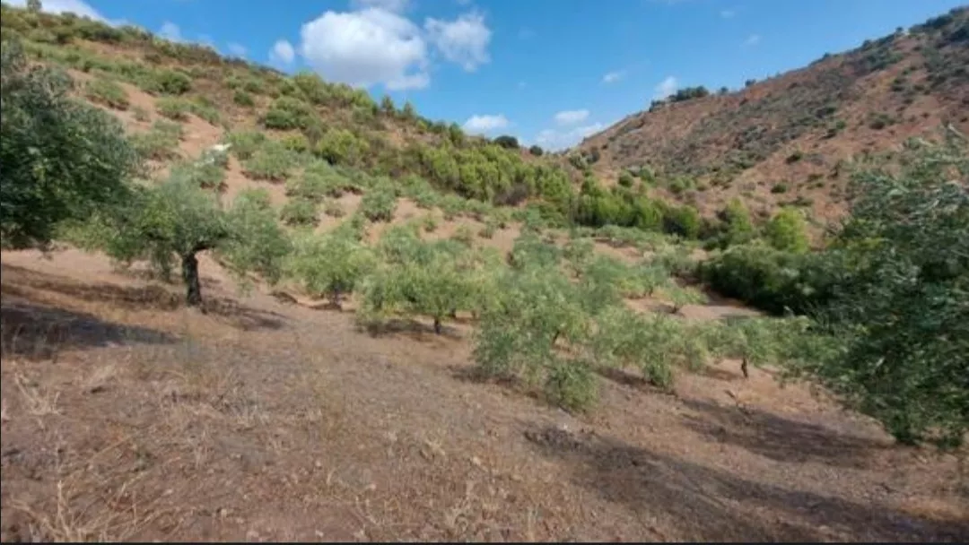FINCA MALDONADO (OLIVAR)