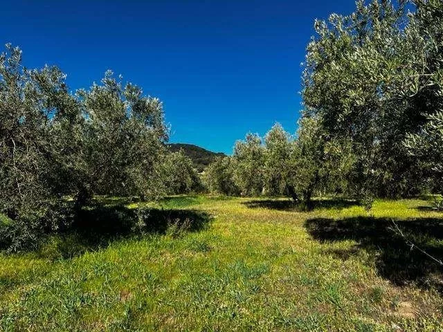 FINCA RUSTICA DE REGADIO OLIVAR ECOLOGICO