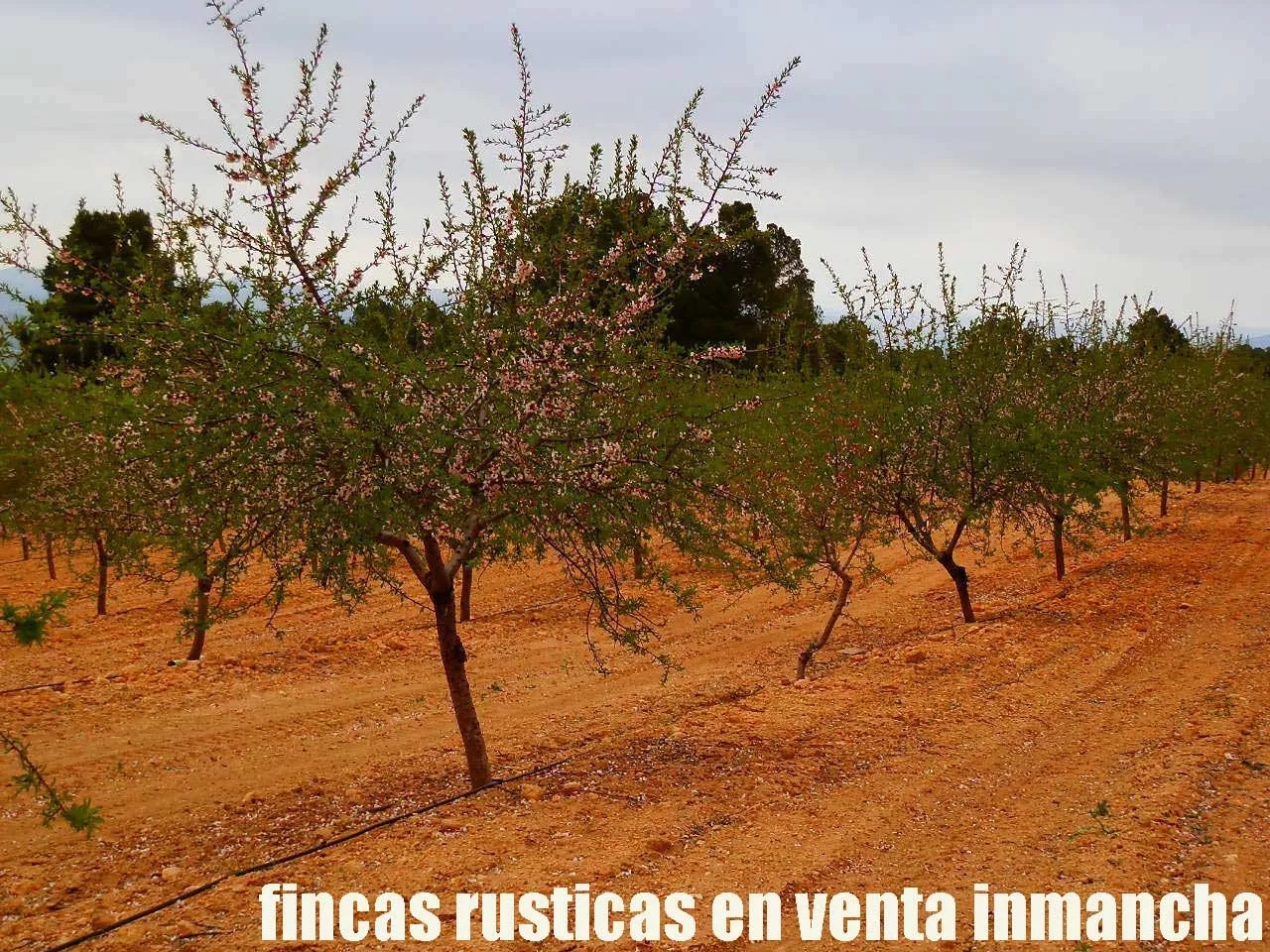 fincas inmancha 900 has. almendros caza