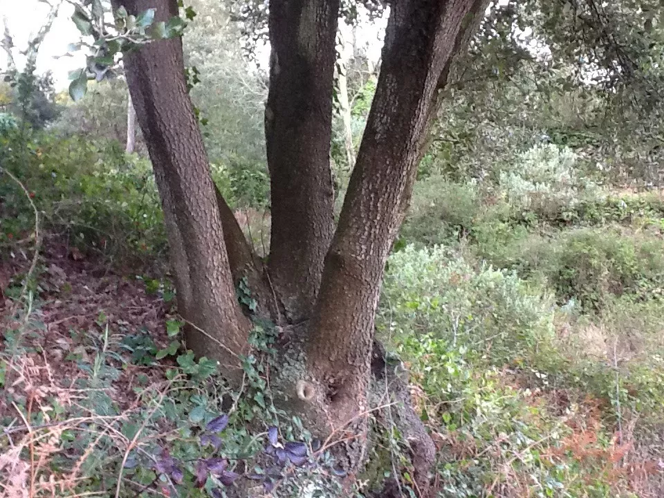 Finca rústica en el Aleixar (Reus, Tarragona)
