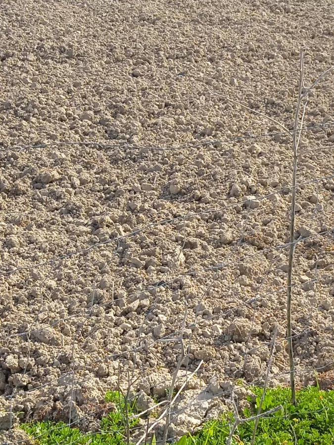 VENTA VIÑEDO ECOLOGICO 