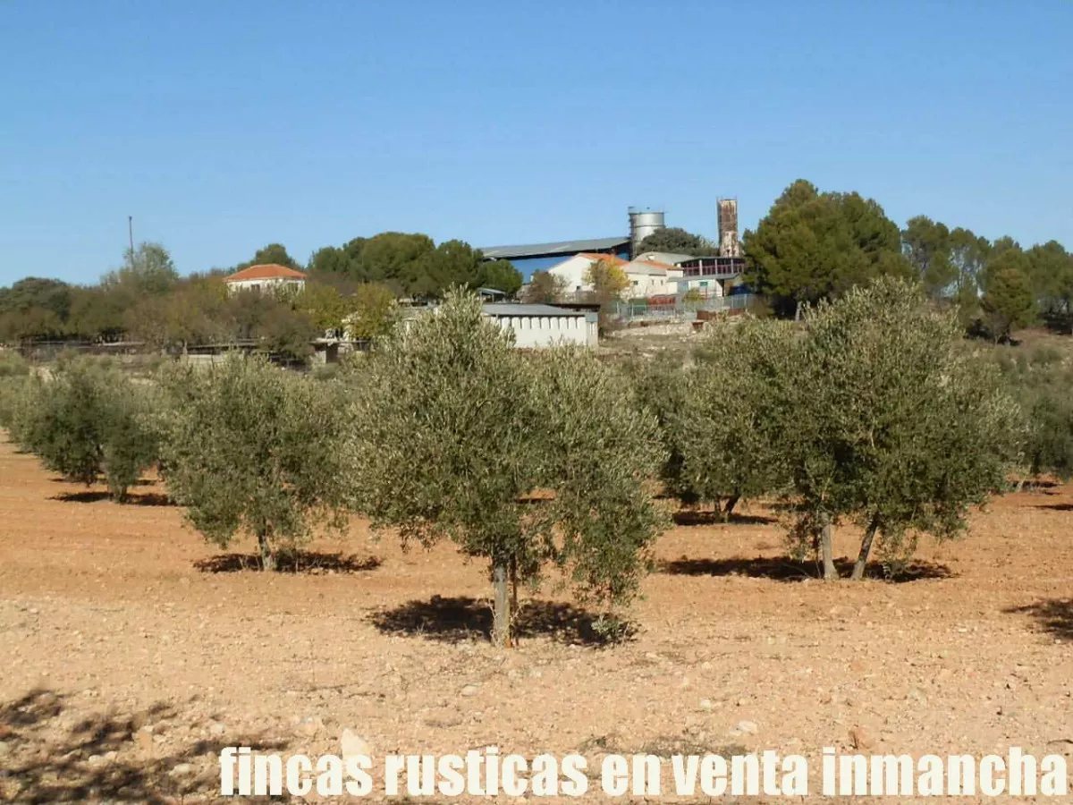 finca en venta 30 has. olivar recreo