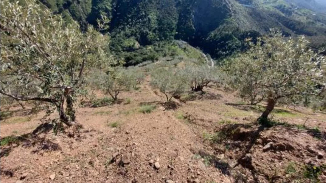 FINCA MALDONADO (OLIVAR)