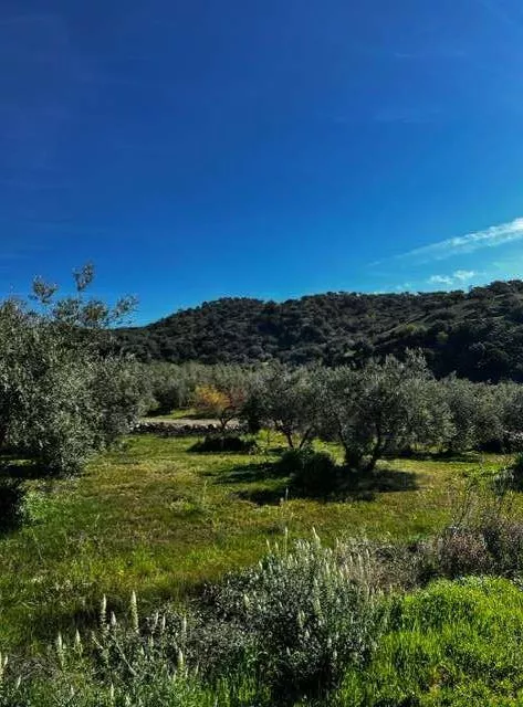 FINCA RUSTICA DE REGADIO OLIVAR ECOLOGICO