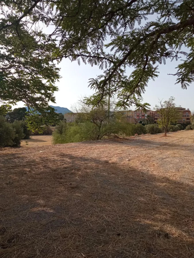 Venta Finca Secano Olivos/Agricola
