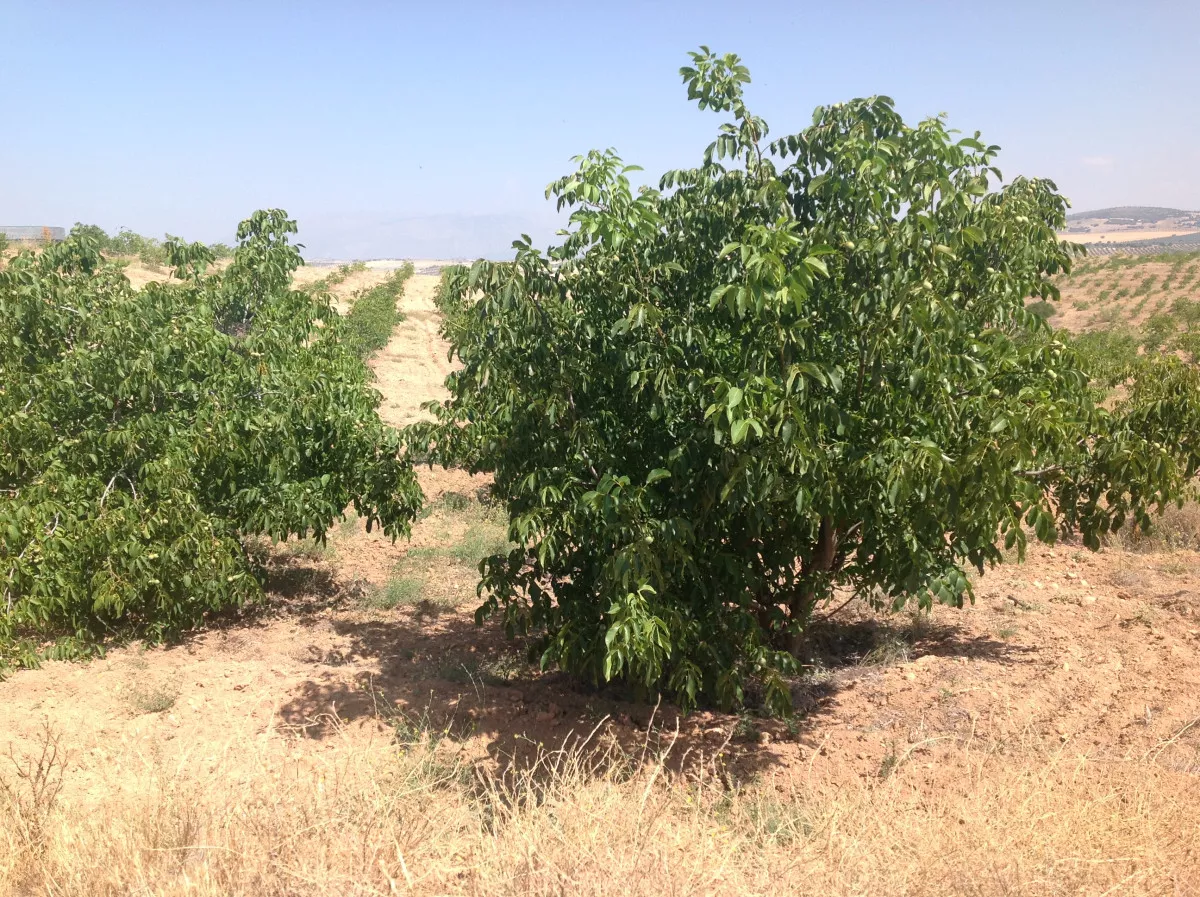 VENTA DE FINCA