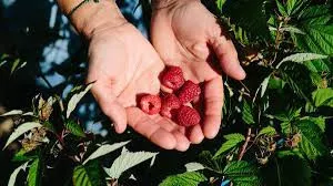 Cultivo ecológico de frutos rojos