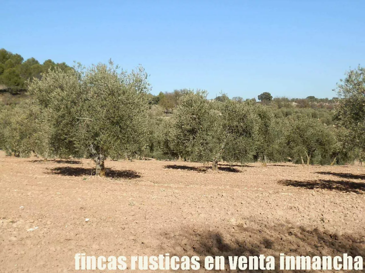 finca en venta 30 has. olivar recreo