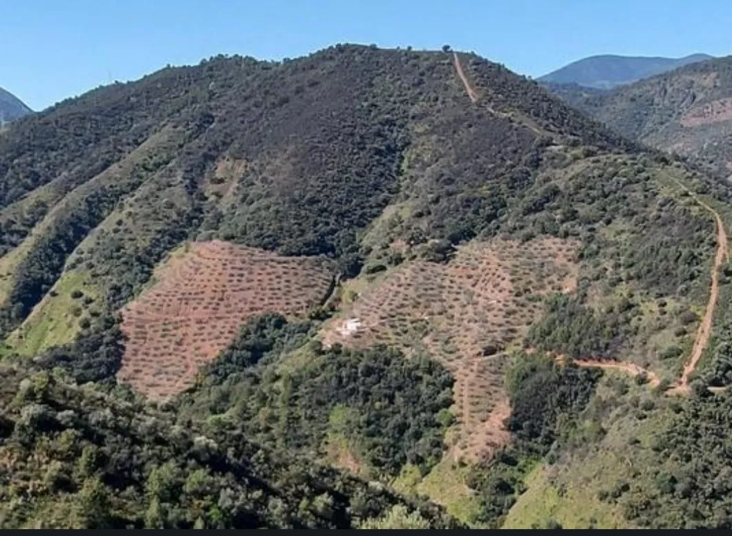 FINCA MALDONADO (OLIVAR)