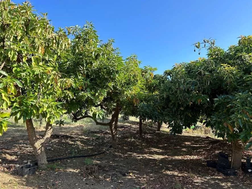 FINCA RUSTICA DE REGADIO OLIVAR ECOLOGICO