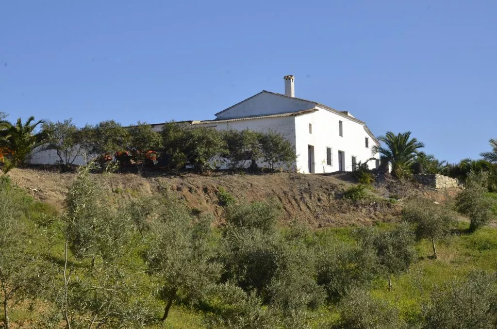 Finca de olivar ecológico en Algodonales | Cádiz | 86 ha