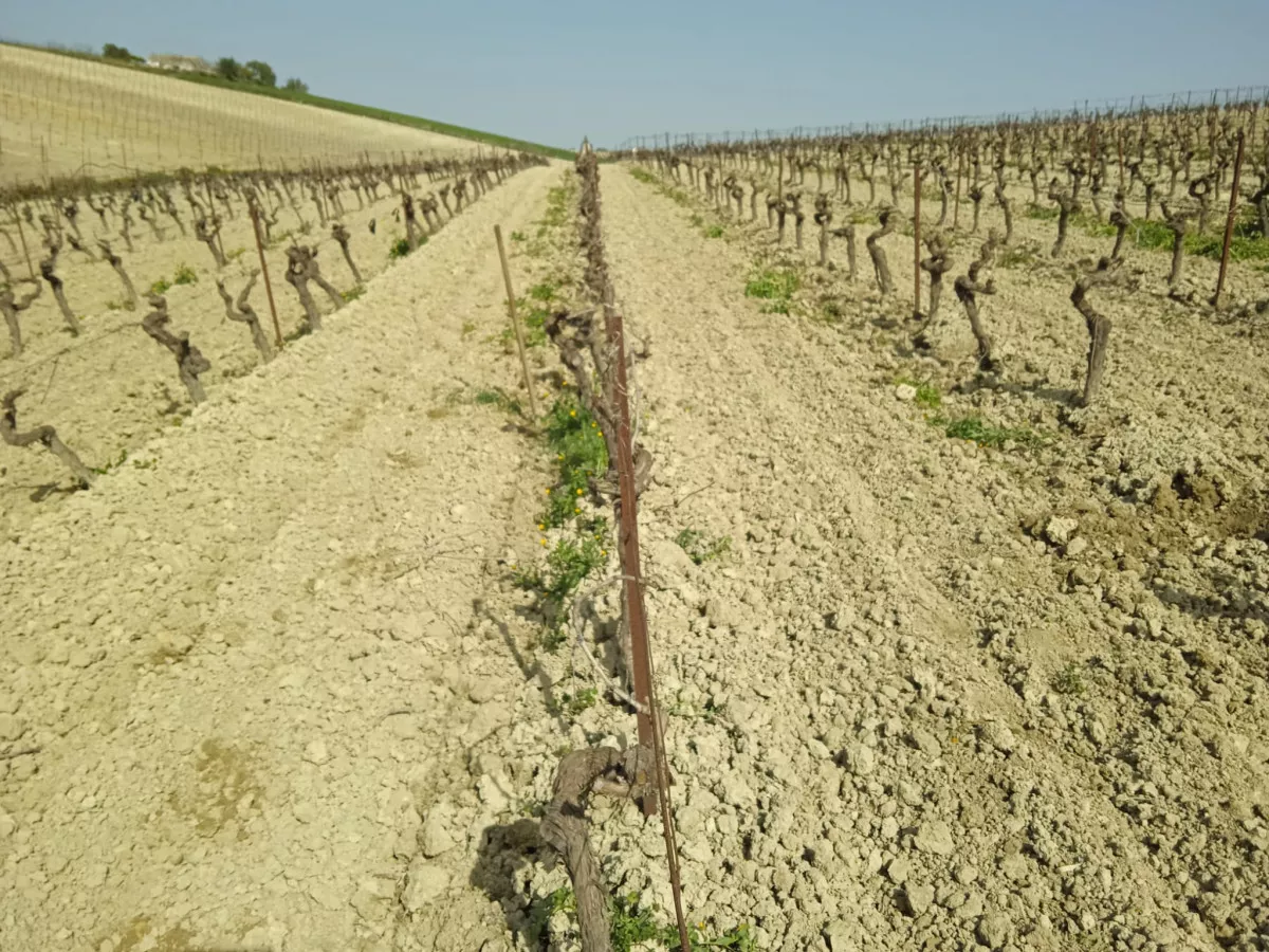 VENTA VIÑEDO ECOLOGICO 