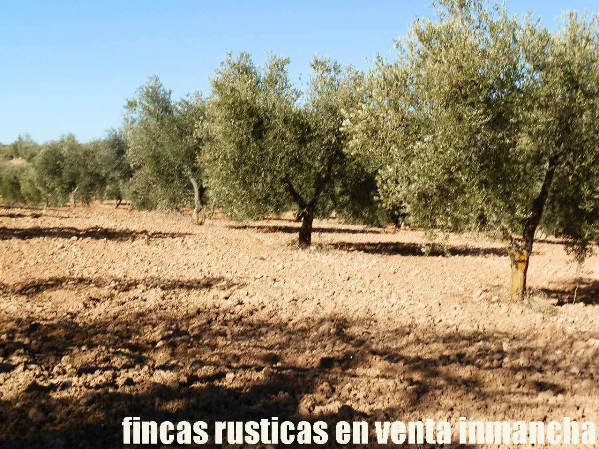 finca en venta 30 has. olivar recreo