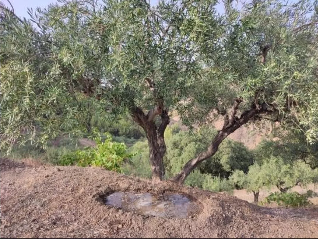 FINCA MALDONADO (OLIVAR)