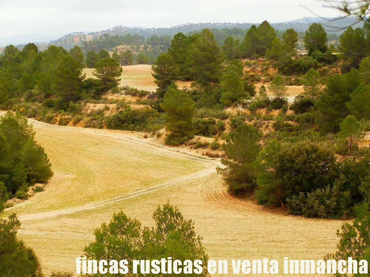 fincas inmancha 900 has. almendros caza