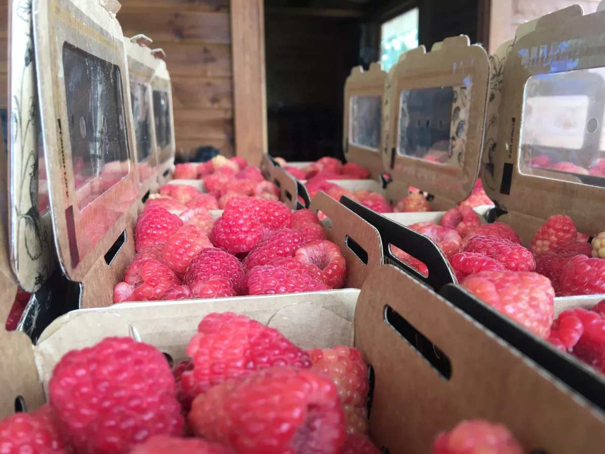Cultivo ecológico de frutos rojos