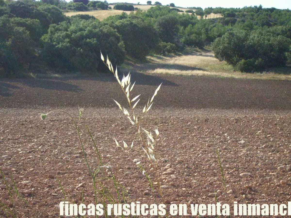 finca venta 256 has. labor secano caza menor