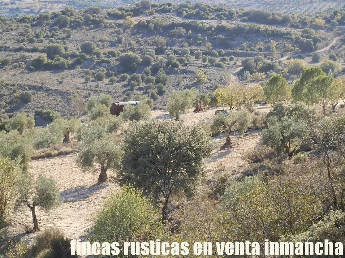 finca en venta 30 has. olivar recreo