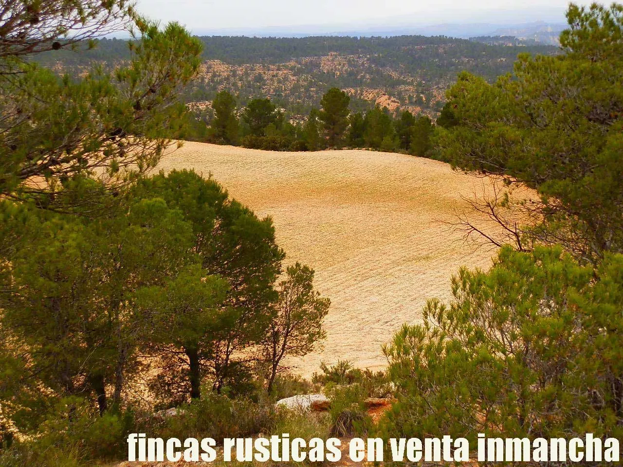 fincas inmancha 900 has. almendros caza