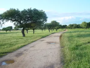 Excelente Finca de 435ha a 15 km de Badajoz