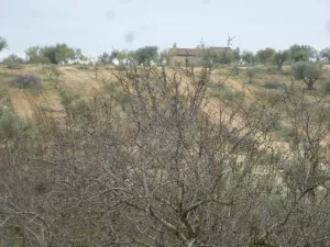Olivar y viña con casa en Toledo