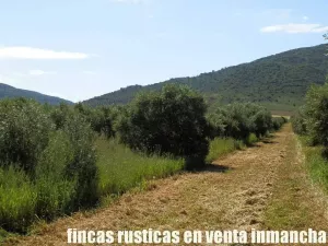 finca en venta 28 has. olivar regadío