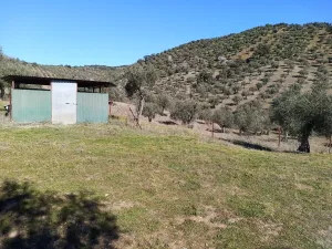 finca  pequeña de olivos