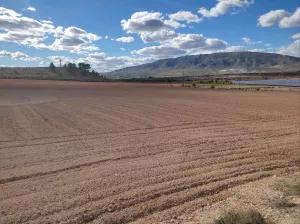 Disponibilidad cultivo de cáñamo industrial