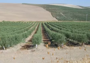 Venta 30 hect con Olivos intensivo  en Córdob