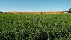 Finca de regadío en Albalate de Cinca