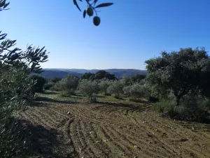 Olivar en San Felices de los Gallegos