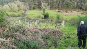VENTA FINCAS Y MONTES EN MEAÑO (PONTEVEDRA)