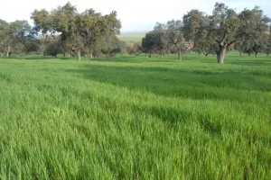 FINCA AGRICOLA Y GANADERA EN BADAJOZ - 1390