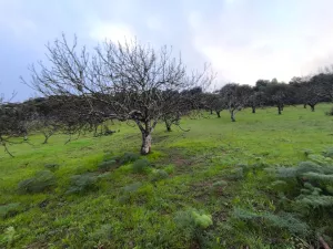Finca 1,6 ha en Salvaleón, Badajoz