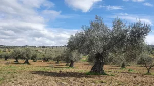 Finca 2 ha olivos centenarios Salvaleón Badaj