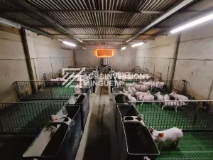 Vendo Explotación de Cerdas, Engorde y Tierra