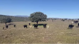 OPORTUNIDAD FINCA GANADERA DE 440has