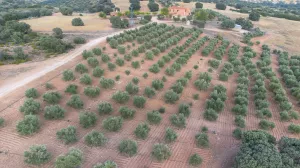 Fabulosa finca de caza y agricultura 972ha