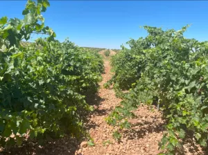 Finca regadío 146 Ha Viña,Pistacho,Maquinaria
