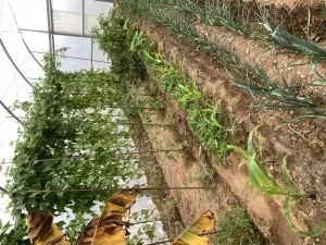 Finca con antigua torre