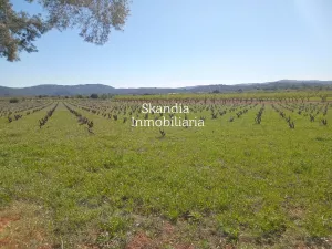 Finca Viñedo con Masia en Produccion
