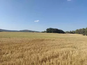 SE VENDE FINCA RÚSTICA EN ALCOCER (GUADALAJAR